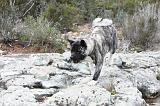 AKITA AMERICAIN 364